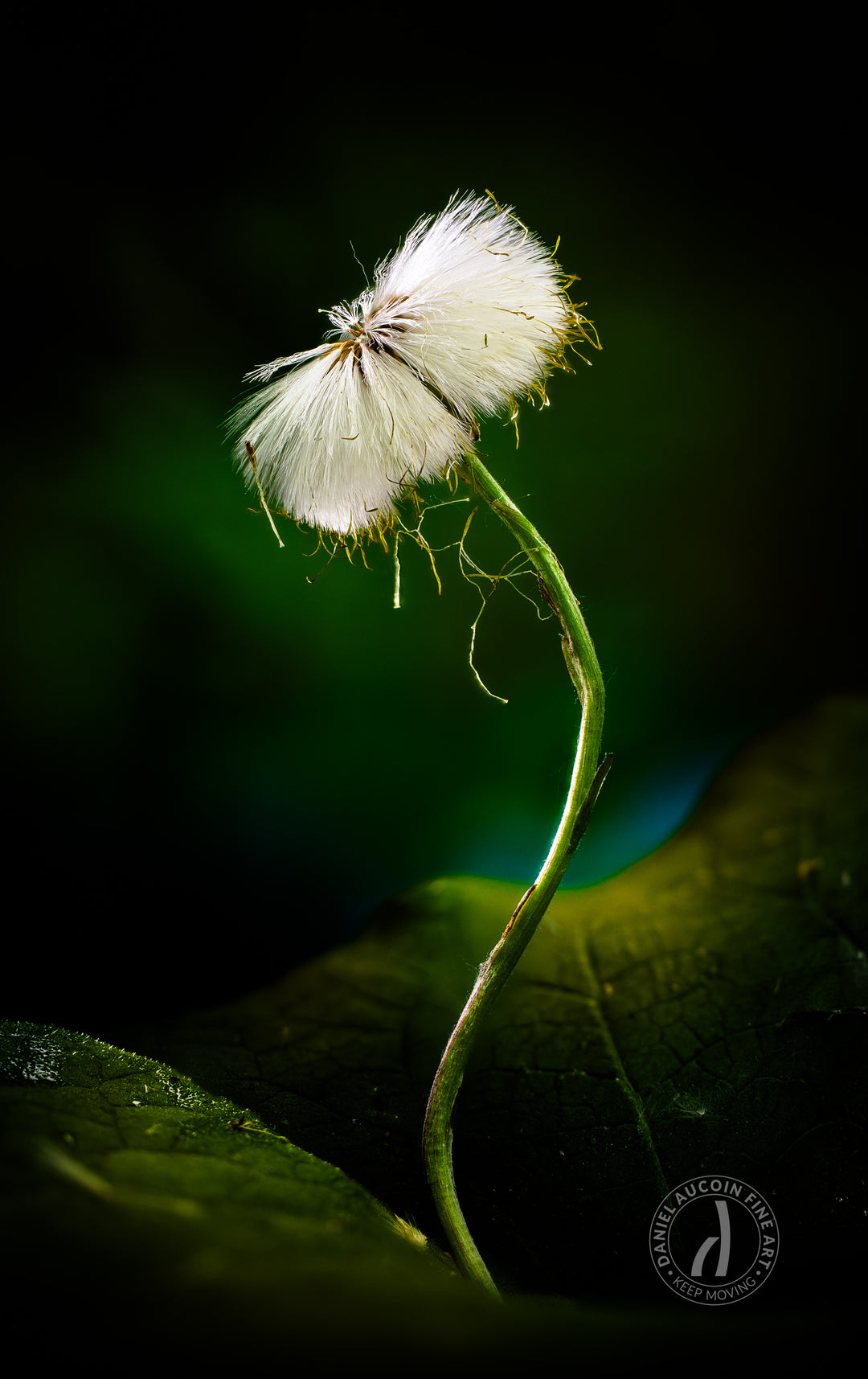 One Last Breath – Fine Art Print