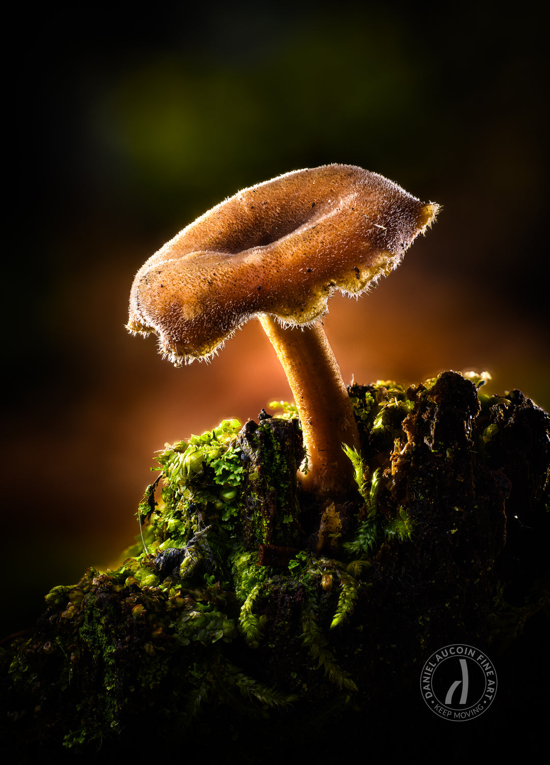 Lone Survivor – Fine Art Print