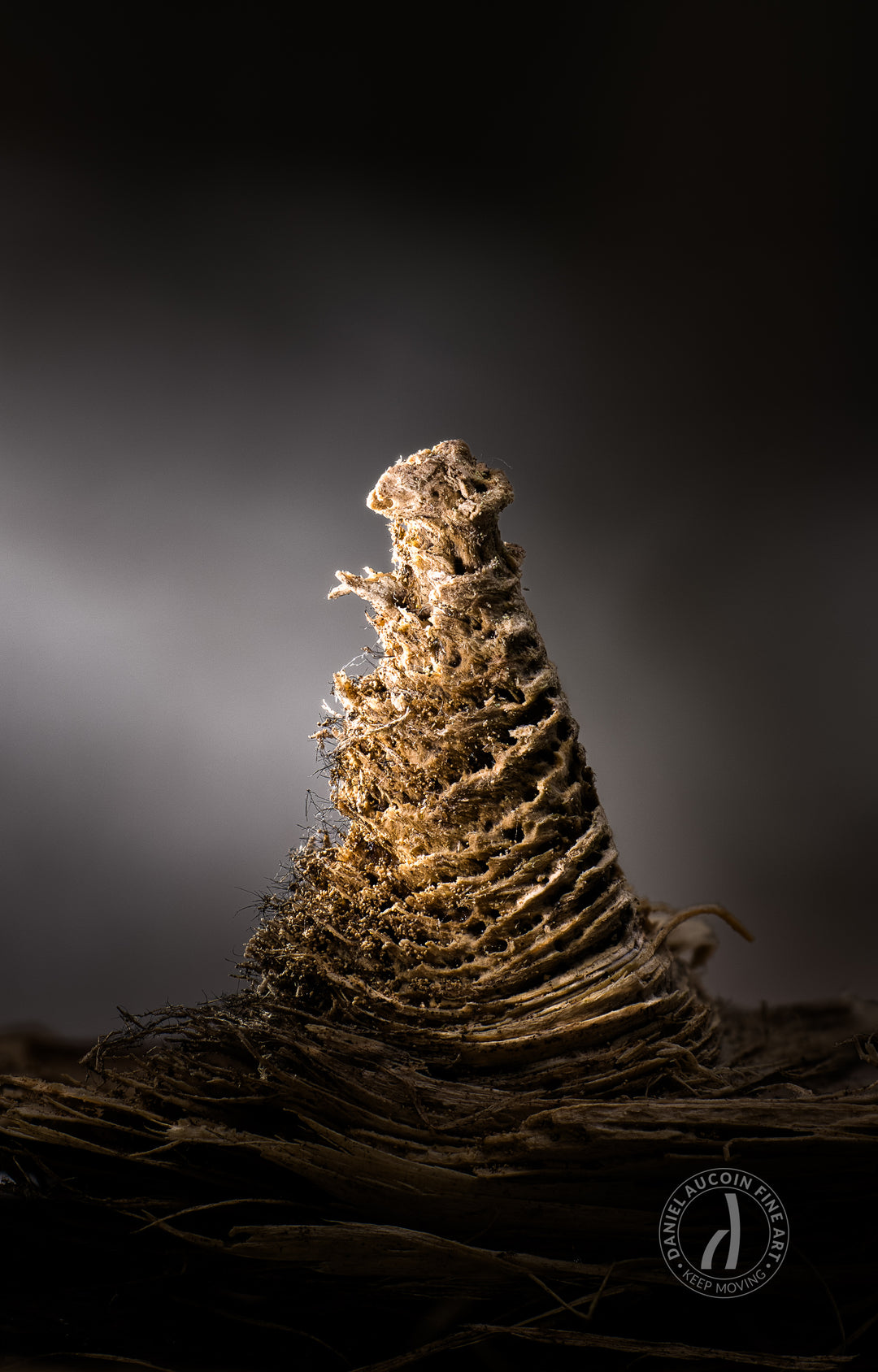 Bugle – Fine Art Print