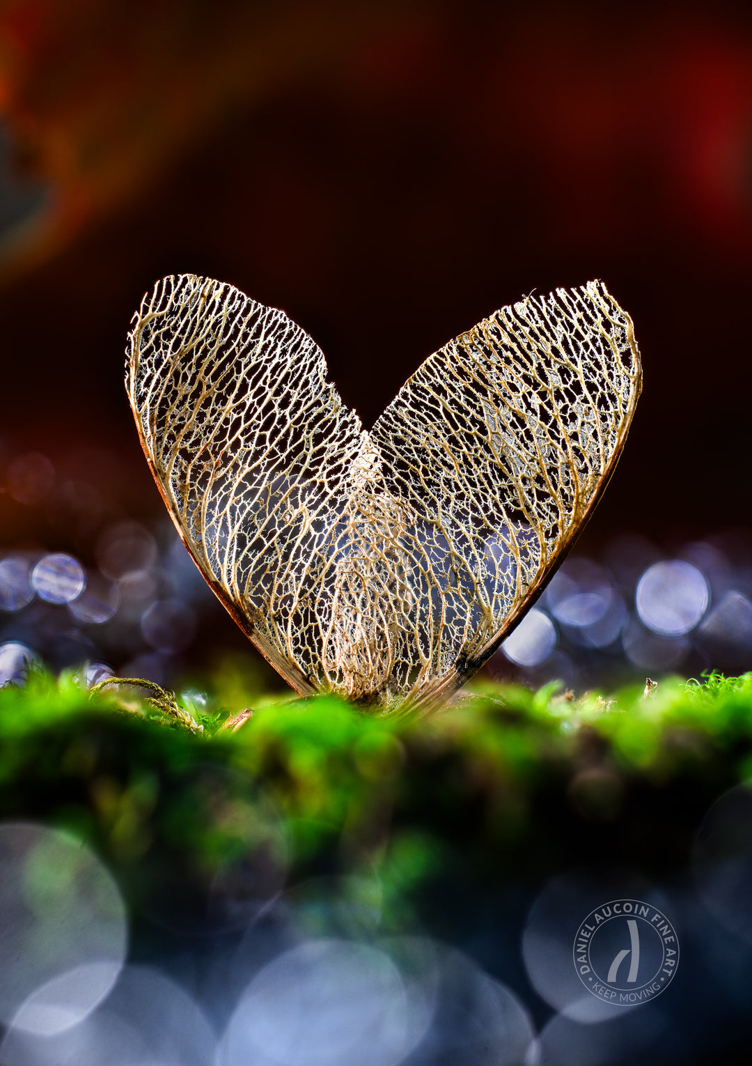 Fairy Wings – Fine Art Print