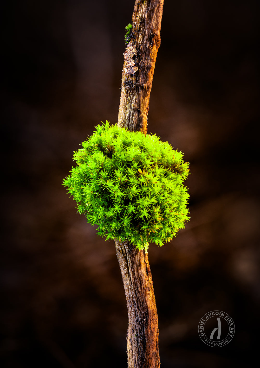 Green Cotton – Fine Art Print
