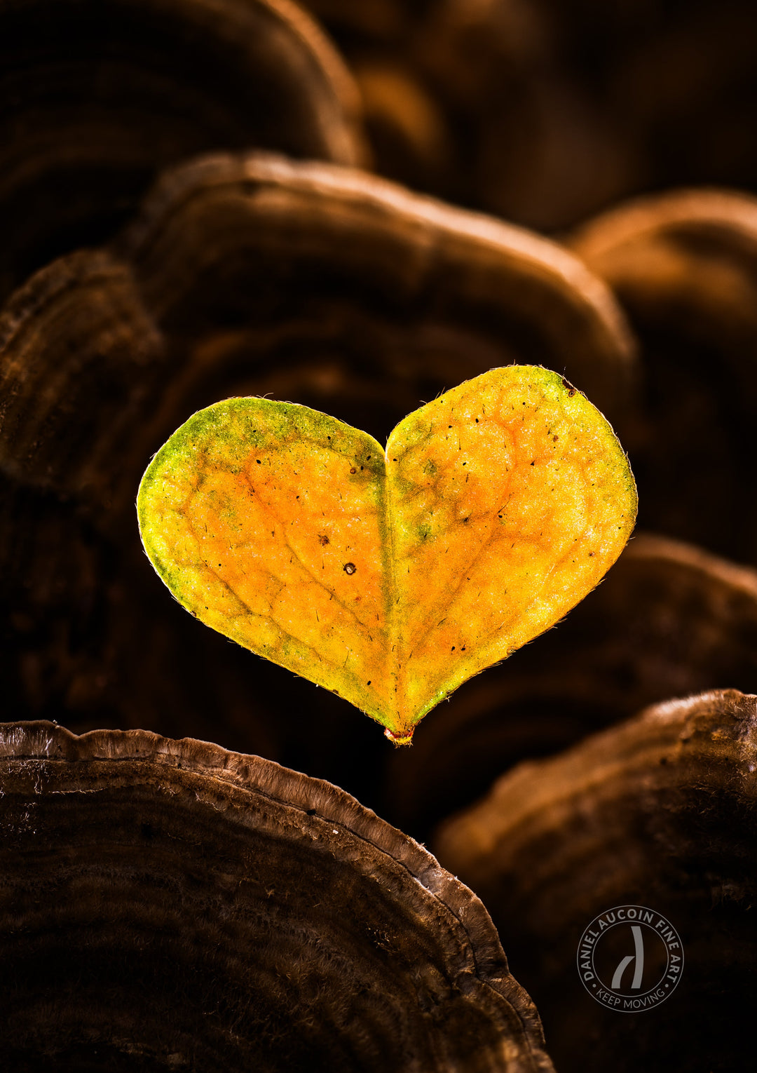 Heart of Gold - Fine Art Print