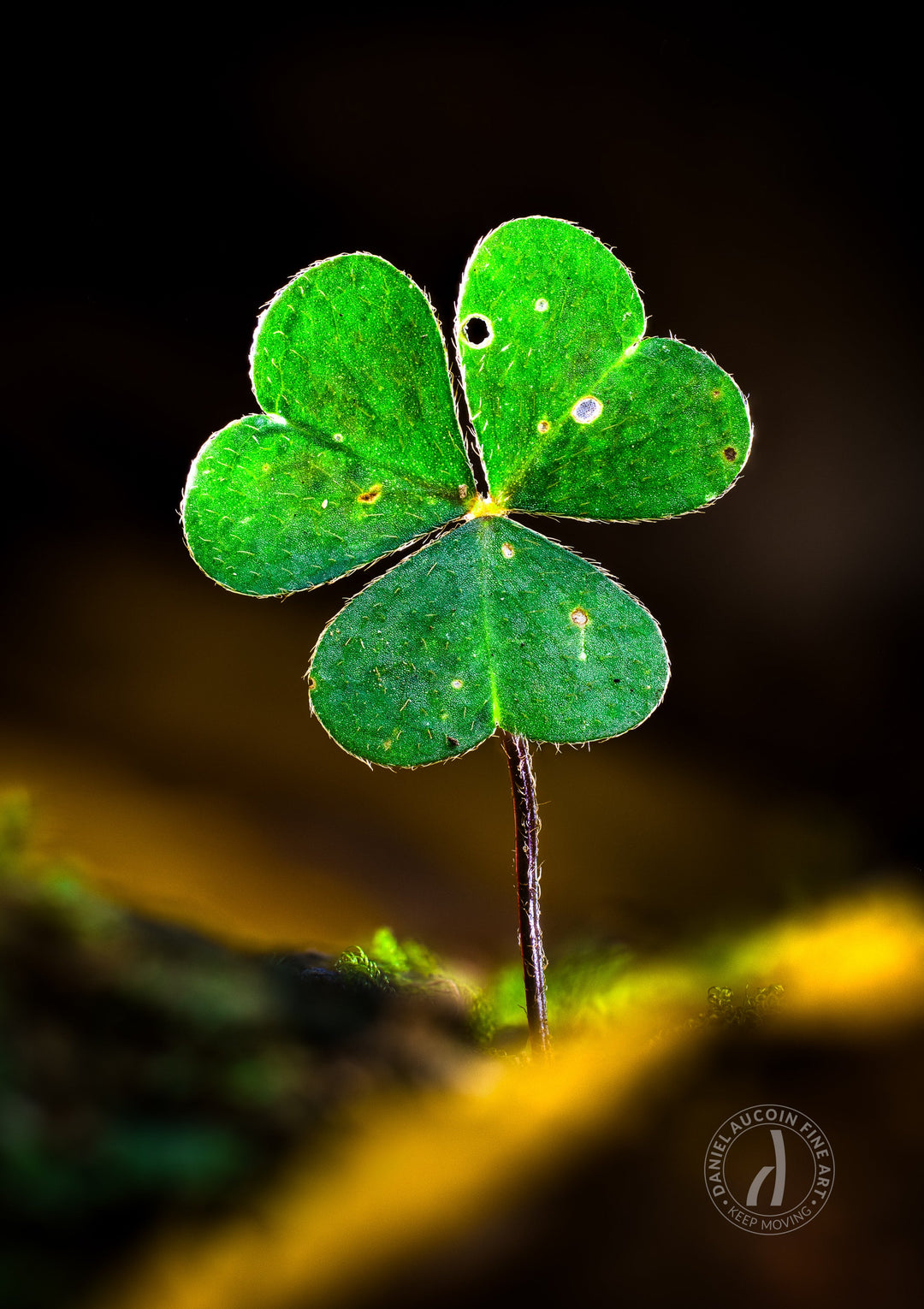 Irish Love - Fine Art Print
