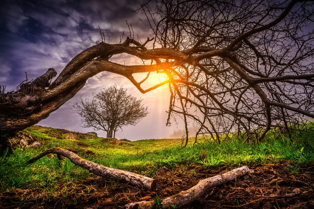 All Images Collection