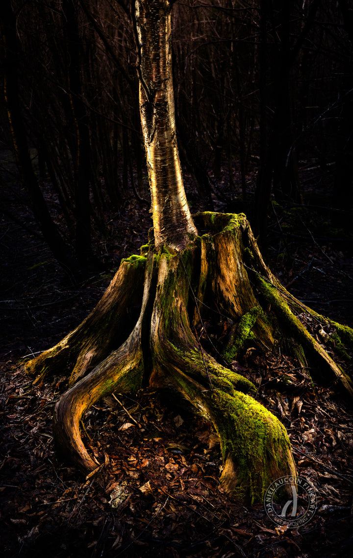 Rooted in Resilience – Fine Art Print