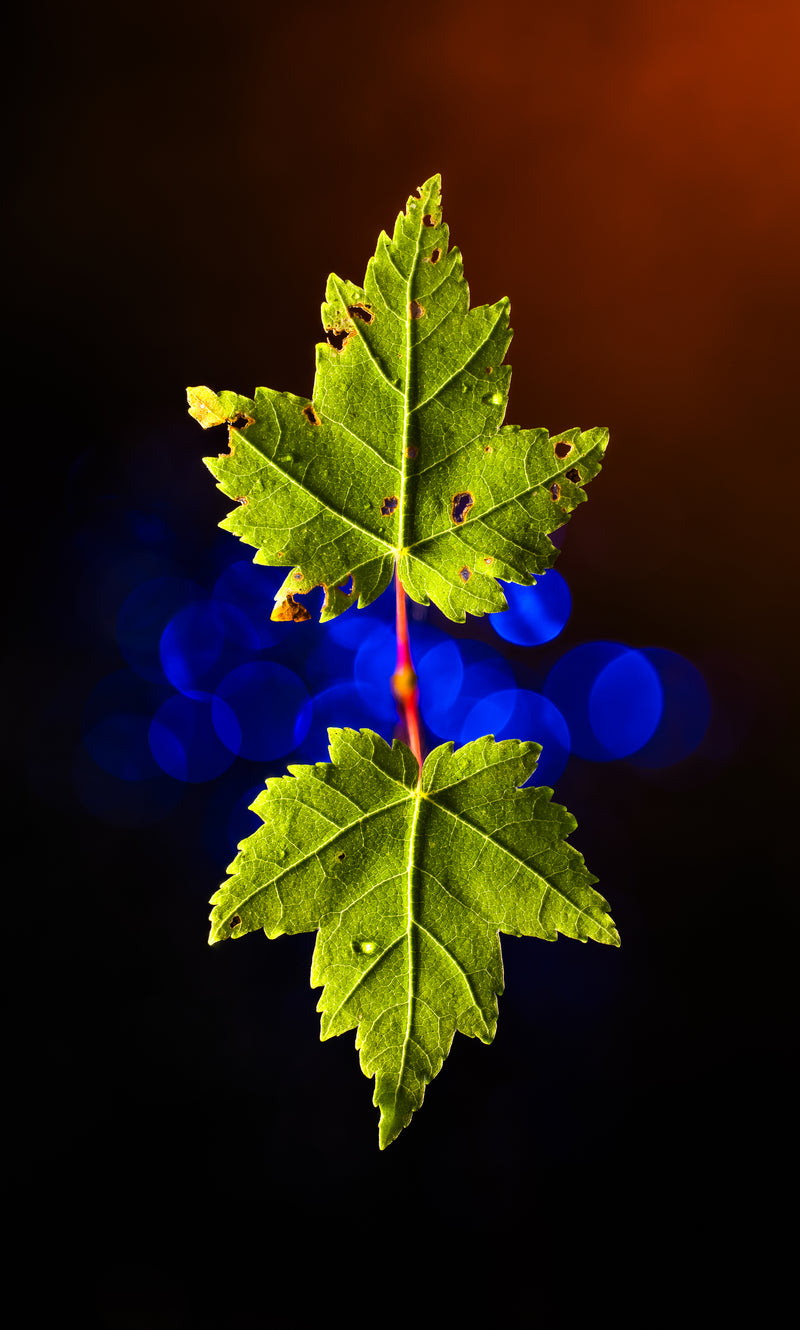 False Reflection