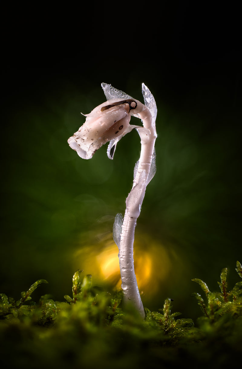 Ghost Pipe