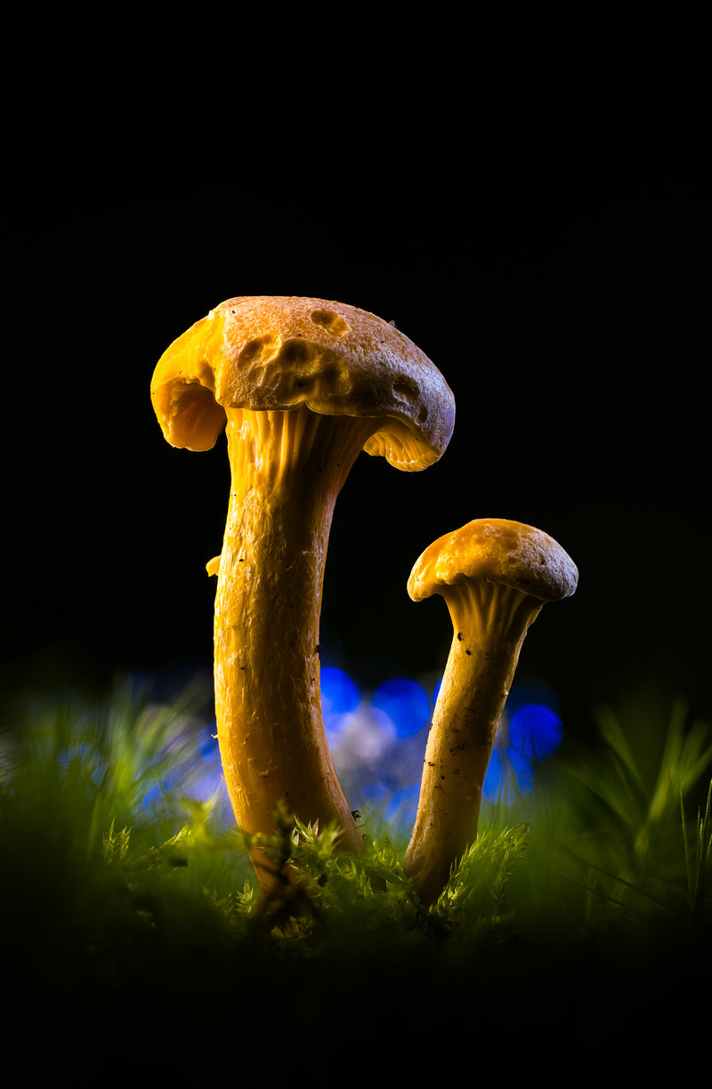 Golden Chanterelles