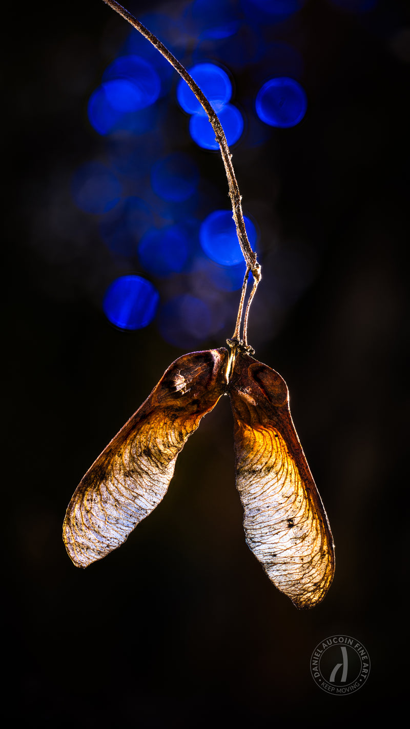The Hanging Seeds