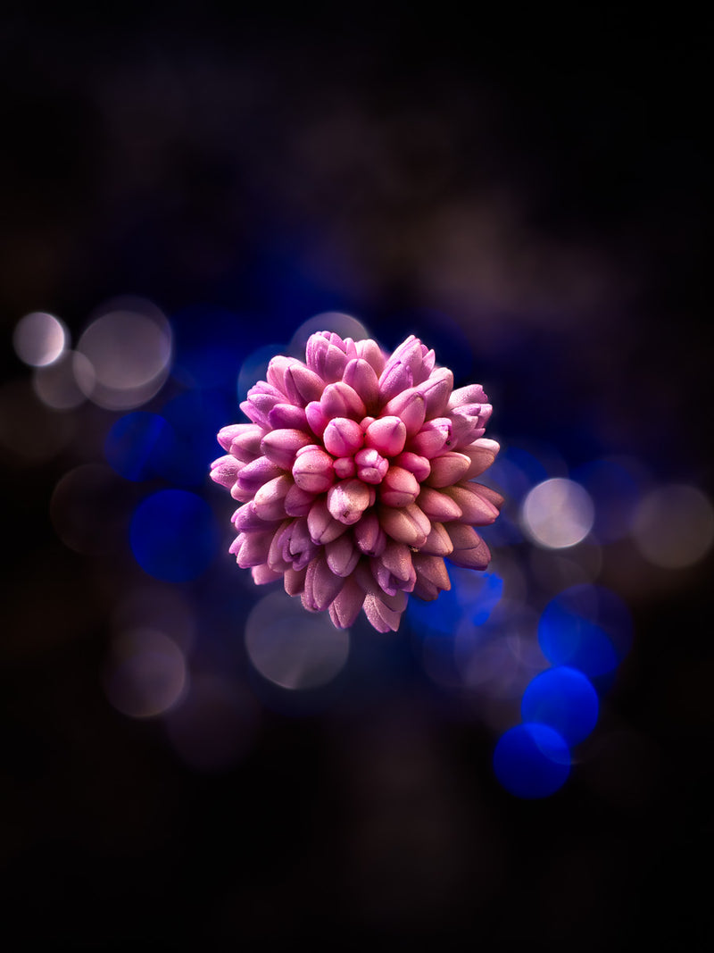 Purple Atom