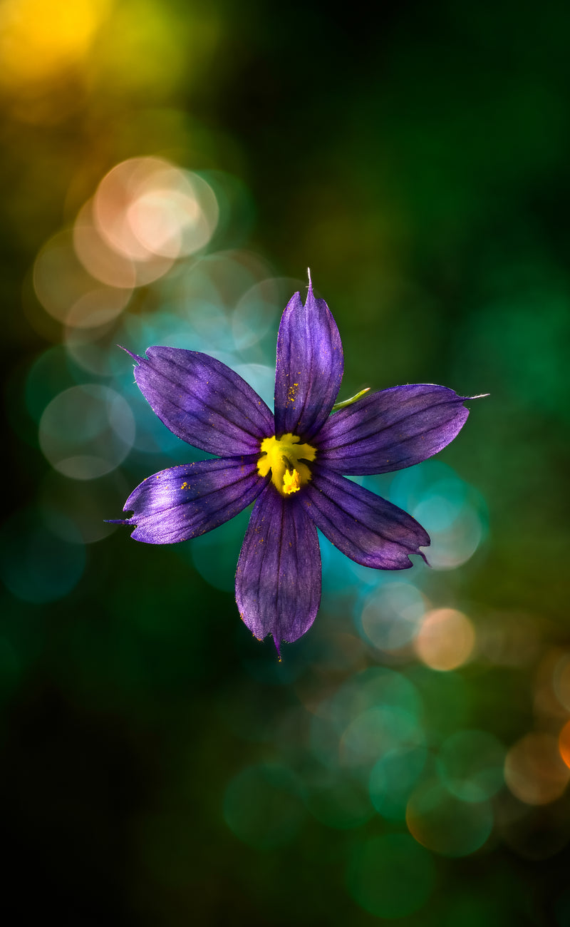 Floating Violet
