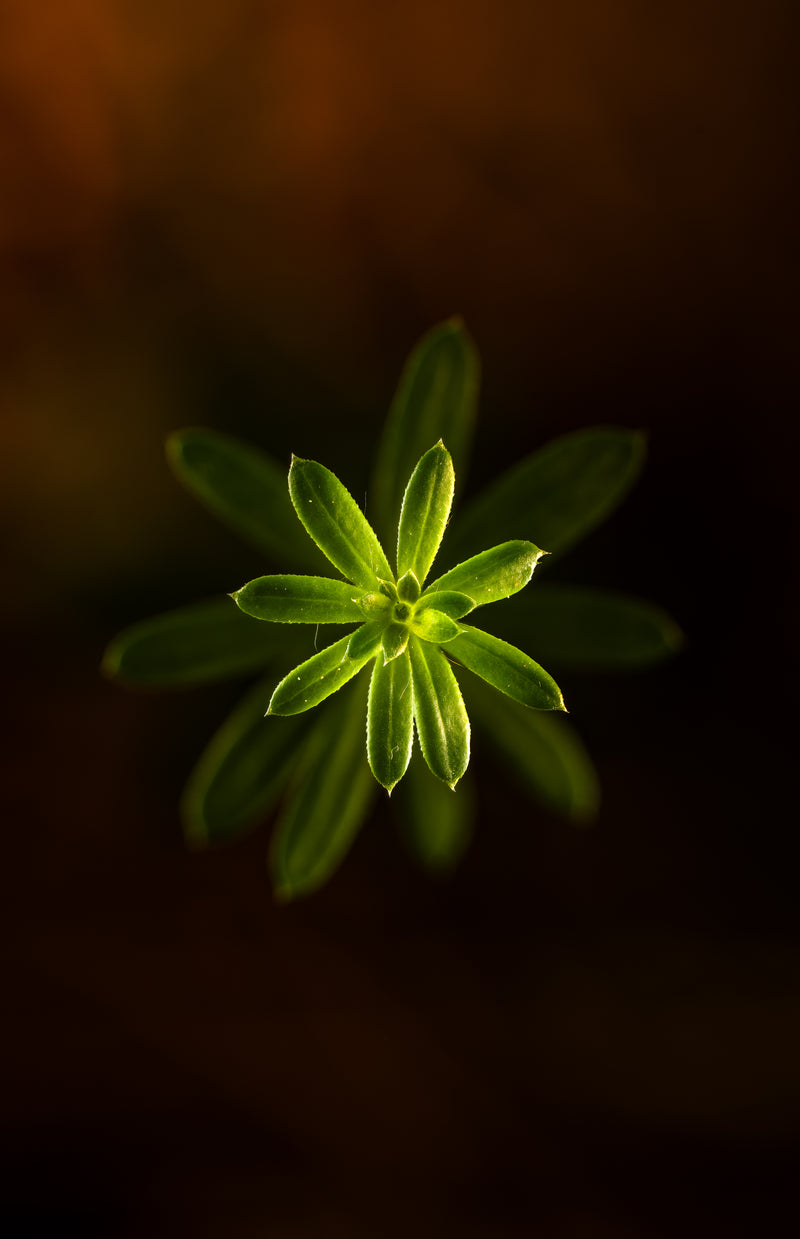 Twin Stars