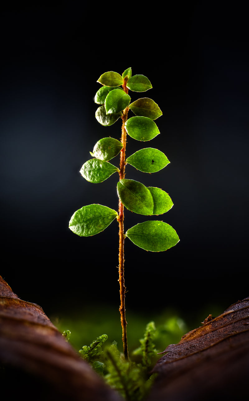 Standing Still