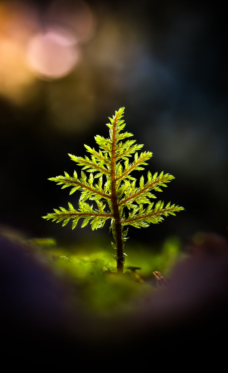 Echo of a Tree