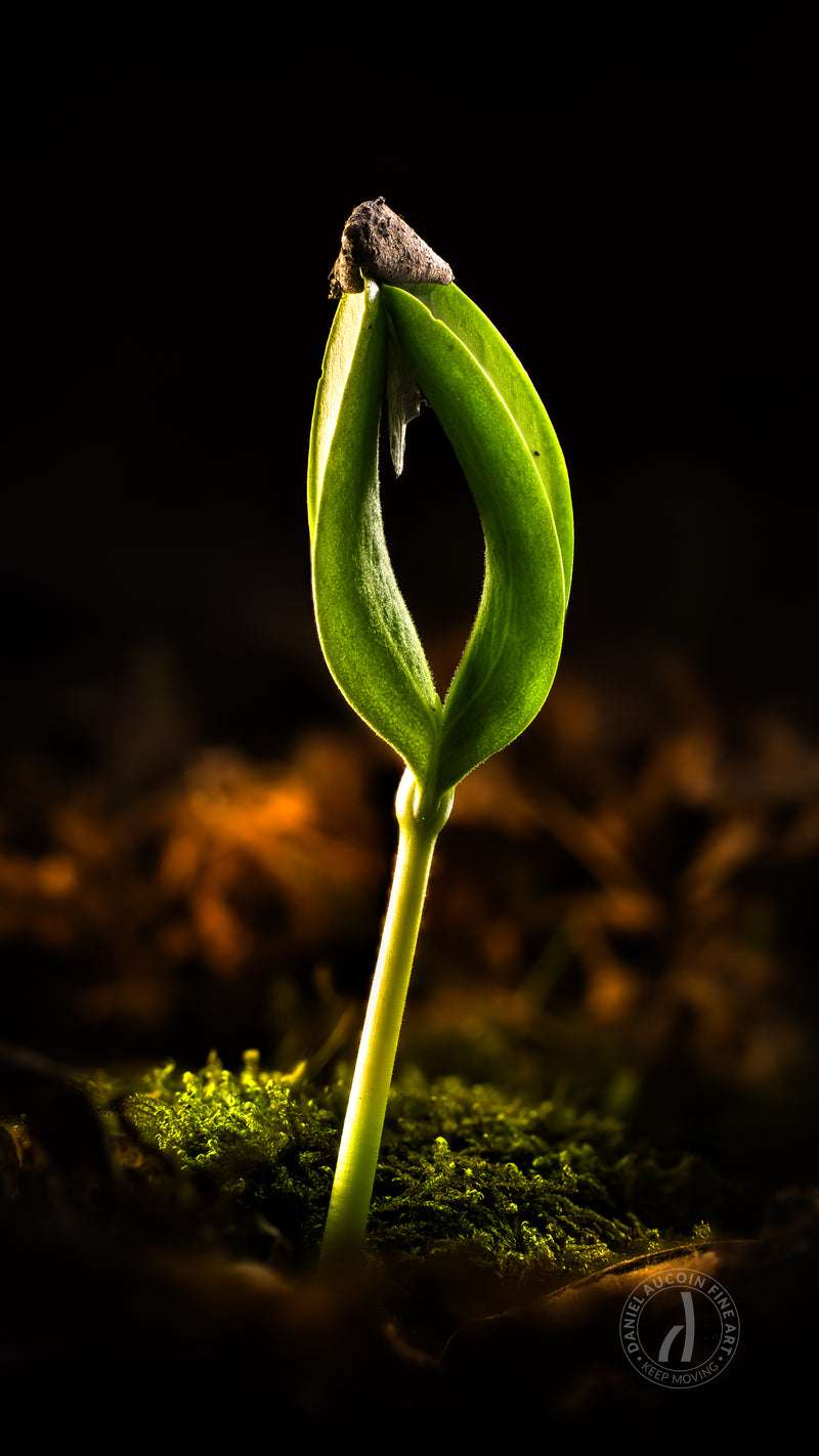 Unfolding