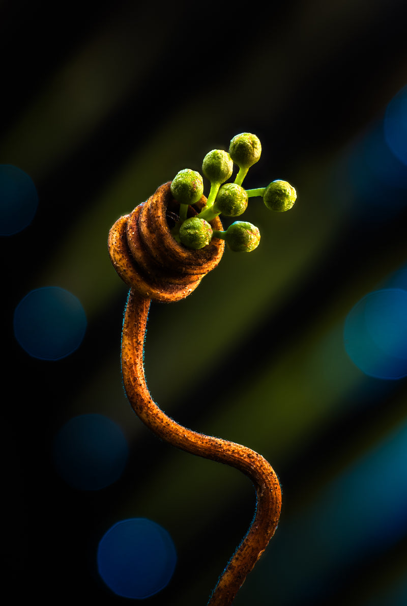 Twisted Light