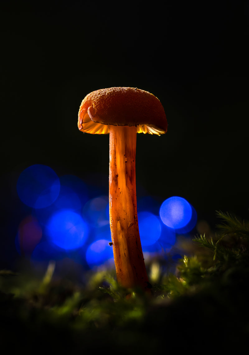 Red in Blue