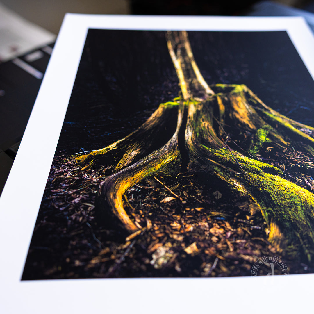 Rooted in Resilience – Fine Art Print