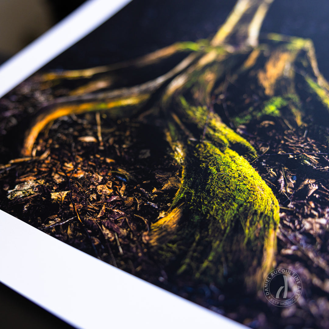 Rooted in Resilience – Fine Art Print