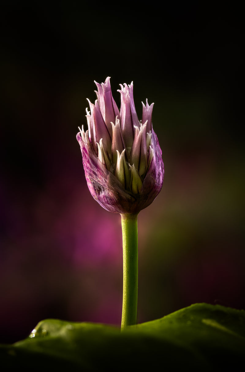 Onion Bloom